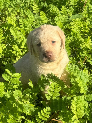 Les chiots de Labrador Retriever