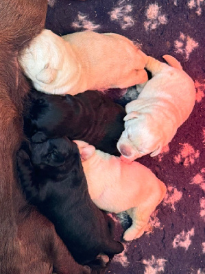 Les chiots de Labrador Retriever