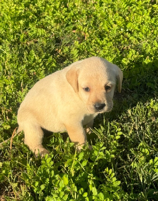 Les chiots de Labrador Retriever