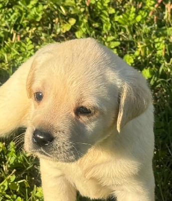 Les chiots de Labrador Retriever