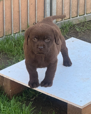 Les chiots de Labrador Retriever