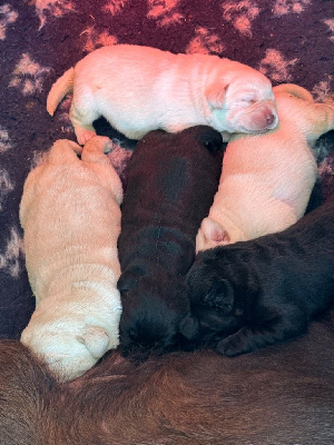 Les chiots de Labrador Retriever