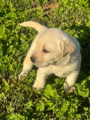 Les chiots de Labrador Retriever