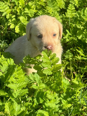 Les chiots de Labrador Retriever