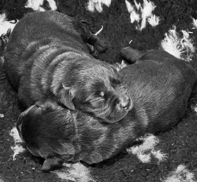 Les chiots de Labrador Retriever