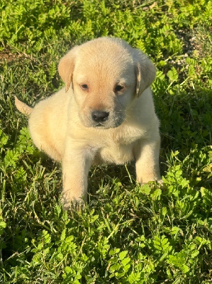 Les chiots de Labrador Retriever