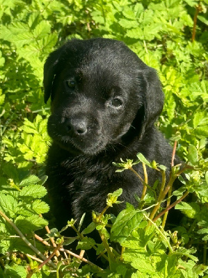 Les chiots de Labrador Retriever