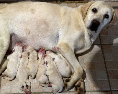 CHIOT - Labrador Retriever