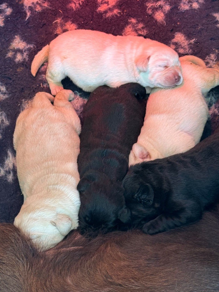 CHIOT sable - Labrador Retriever