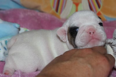 Les chiots de Bouledogue français