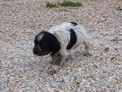 Les chiots de Epagneul Breton