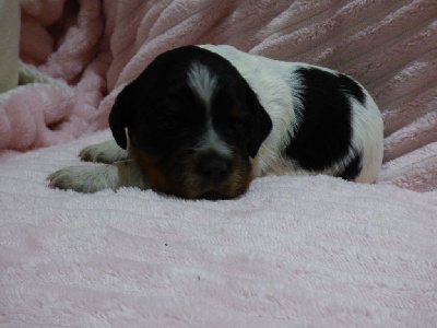 Les chiots de Epagneul Breton