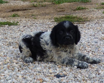 Les chiots de Epagneul Breton