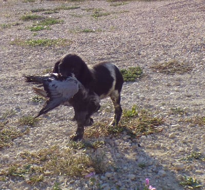 CHIOT B/N - Epagneul Breton