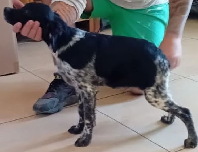 Les chiots de Epagneul Breton