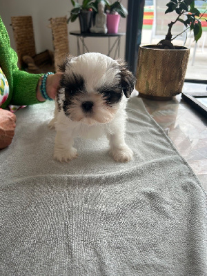 Les chiots de Shih Tzu