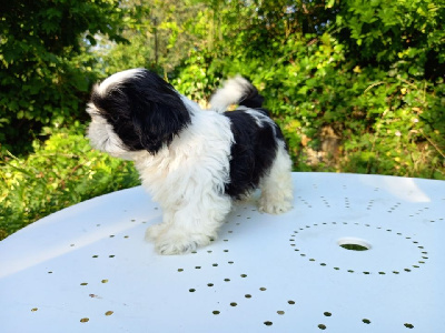 Les chiots de Shih Tzu