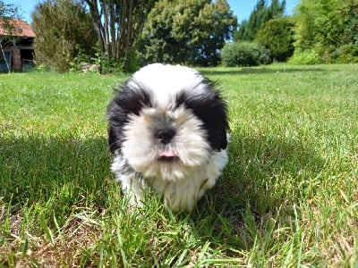 Les chiots de Shih Tzu