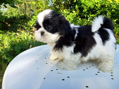 Les chiots de Shih Tzu