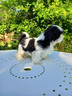 Les chiots de Shih Tzu