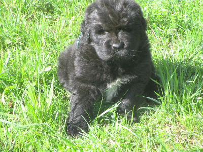 Les chiots de Terre-neuve