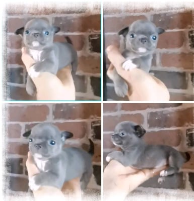 Les chiots de Chihuahua