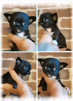 Les chiots de Chihuahua