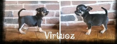 Les chiots de Chihuahua