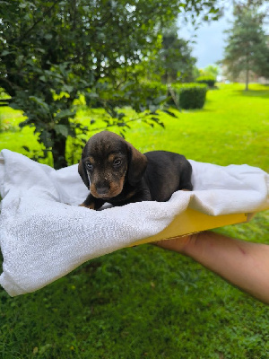 Les chiots de Teckel poil dur