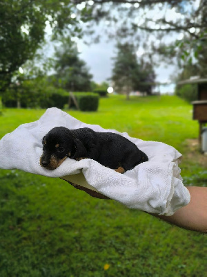 Les chiots de Teckel poil dur