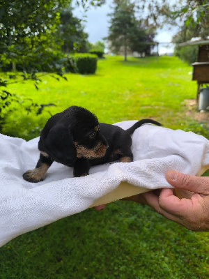 Les chiots de Teckel poil dur