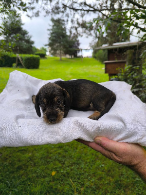 Les chiots de Teckel poil dur