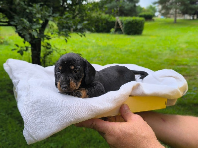 Les chiots de Teckel poil dur