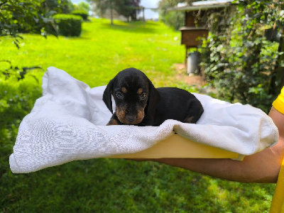 Les chiots de Teckel poil dur