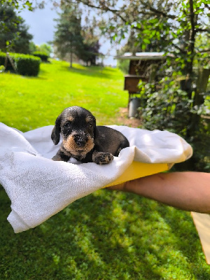 Les chiots de Teckel poil dur