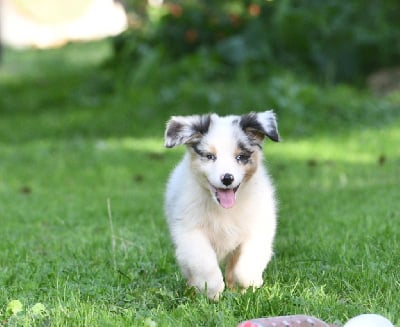 Les chiots de Berger Australien