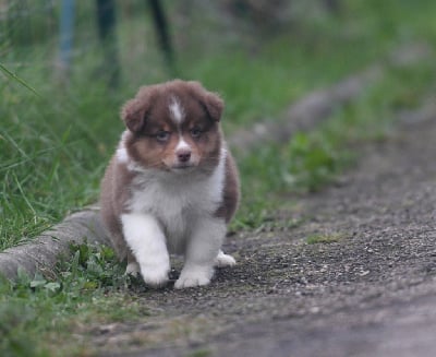 Les chiots de Berger Américain Miniature 