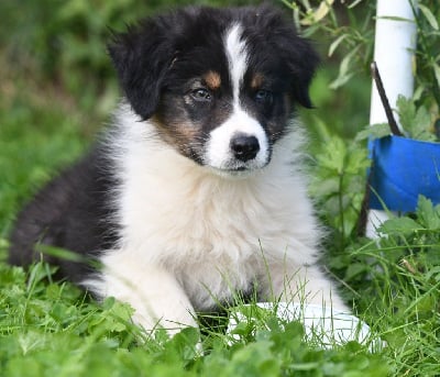 Les chiots de Berger Australien