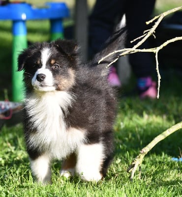 Les chiots de Berger Australien