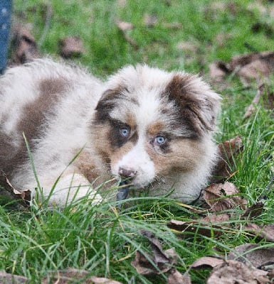 Les chiots de Berger Australien