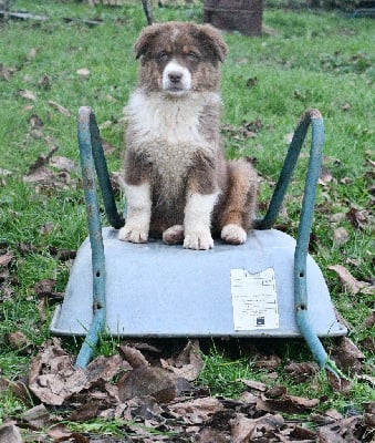 Les chiots de Berger Australien