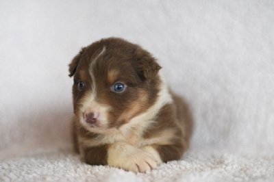 Les chiots de Berger Australien