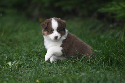 Les chiots de Berger Américain Miniature 