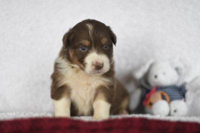 Les chiots de Berger Australien