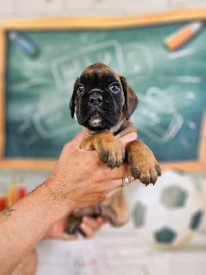 Les chiots de Boxer