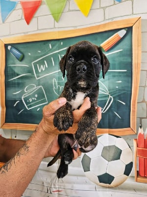 Les chiots de Boxer