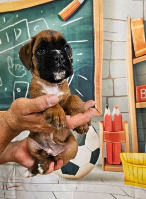 Les chiots de Boxer