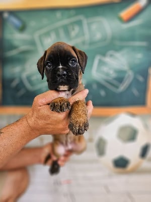 Les chiots de Boxer