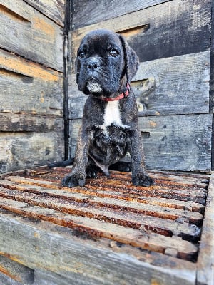 Les chiots de Boxer