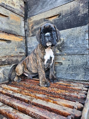 Les chiots de Boxer